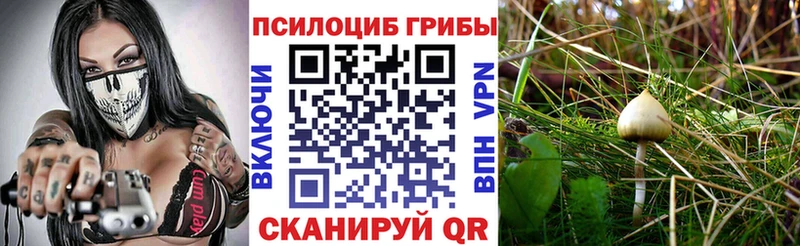 Псилоцибиновые грибы Psilocybine cubensis Поворино